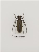 藏品(桑天牛)的圖片